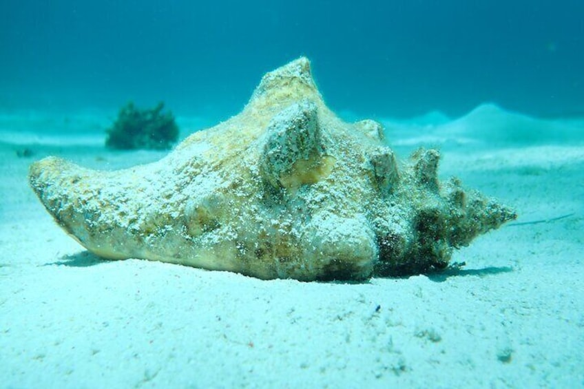 Starfish Point, Stingray City & Coral Garden (3-Stop Adventure)