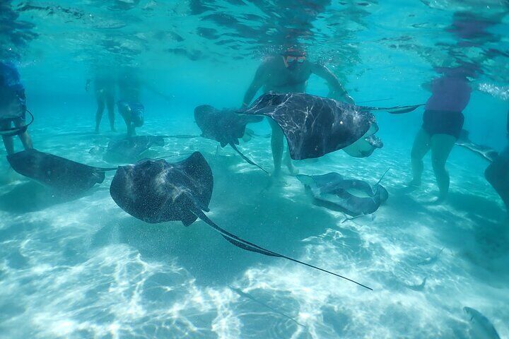 Stingray City, Snorkeling, & StarFish Adventure