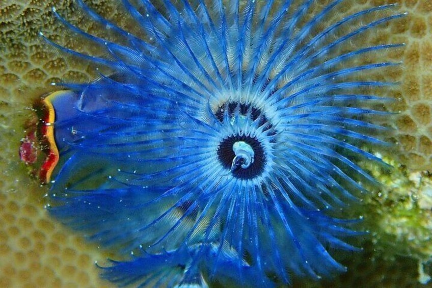 Reef Discovery Bora Bora