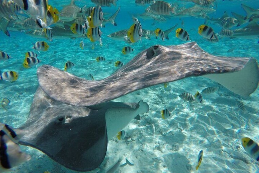 Reef Discovery Bora Bora Stingrays