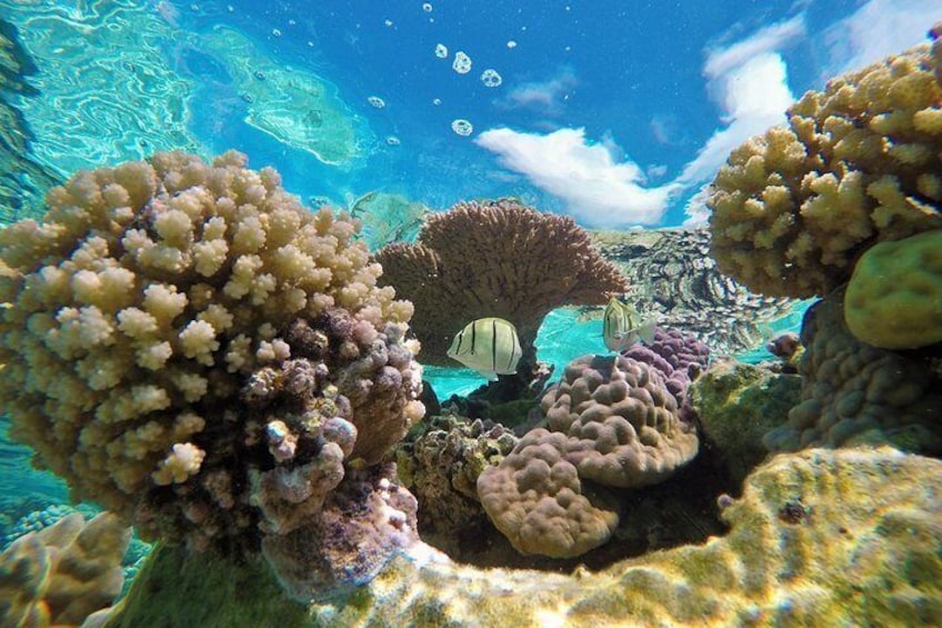 Reef Discovery Bora Bora Coral