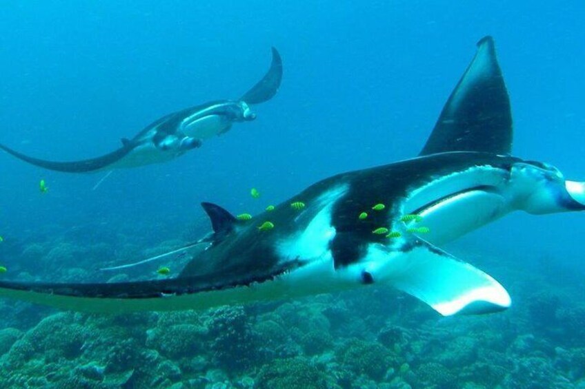 Reef Discovery Bora Bora Manta Rays