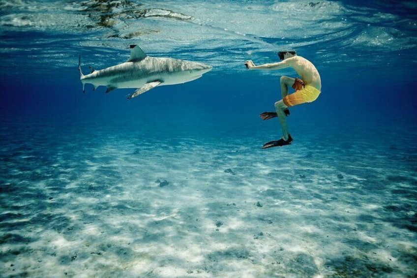 Reef Discovery Bora Bora Sharks