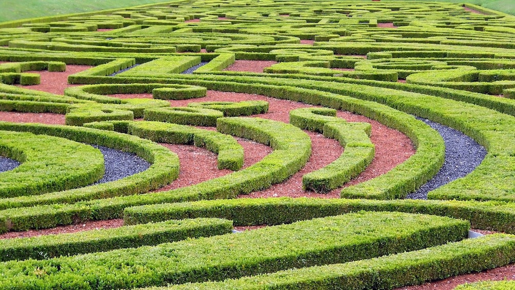 Closeup of a shrubbery maze in the gardens of Vaux Le Vicomte. 