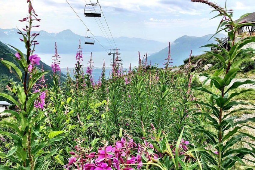 View from lunch stop atop Mt. Alyeska