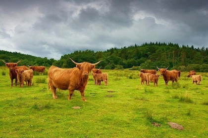 Highlights of Scotland Private Day Tour with Scottish Local