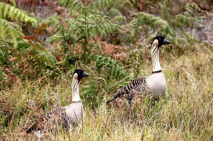 Hawaiian Nene Goose