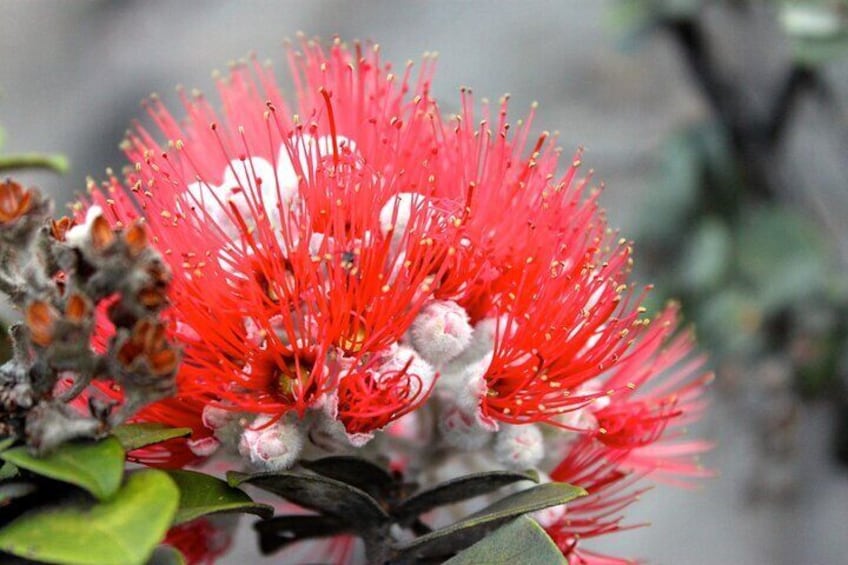 'Ohi'a Lehua