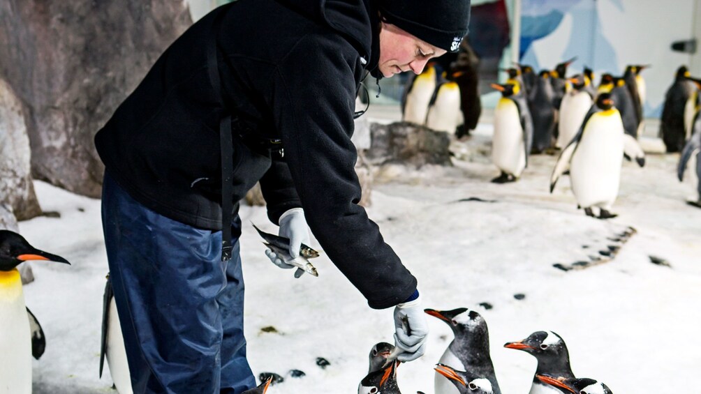 A man feeding penguins at an aquarium in Auckland