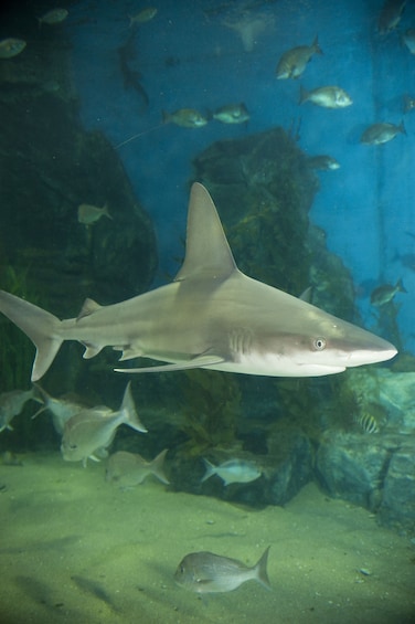 Melbourne Shark Dive Xtreme Experience