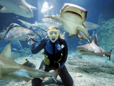 Melbourne Shark Dive Xtreme Experience