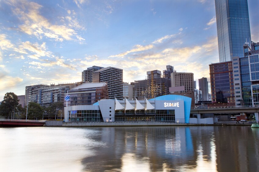 Melbourne Shark Dive Xtreme Experience