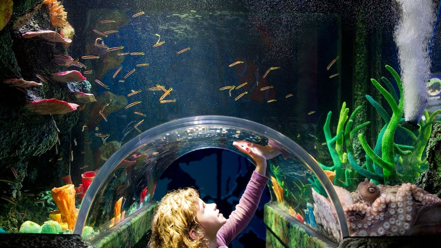 SEA LIFE Melbourne Aquarium Tickets