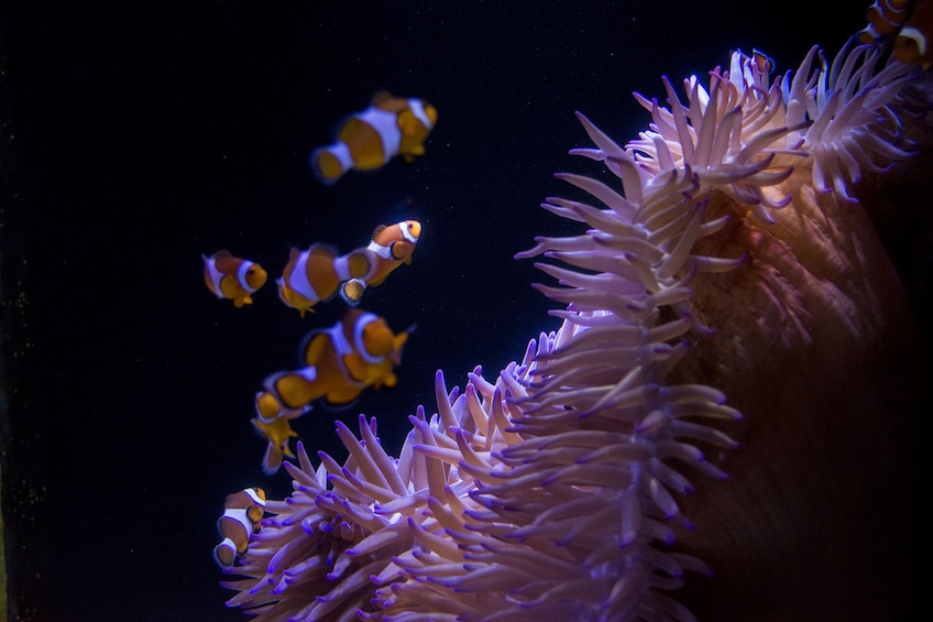 SEA LIFE Sunshine Coast General Admission