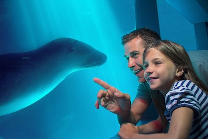 Entrée générale au SEA LIFE de Sunshine Coast