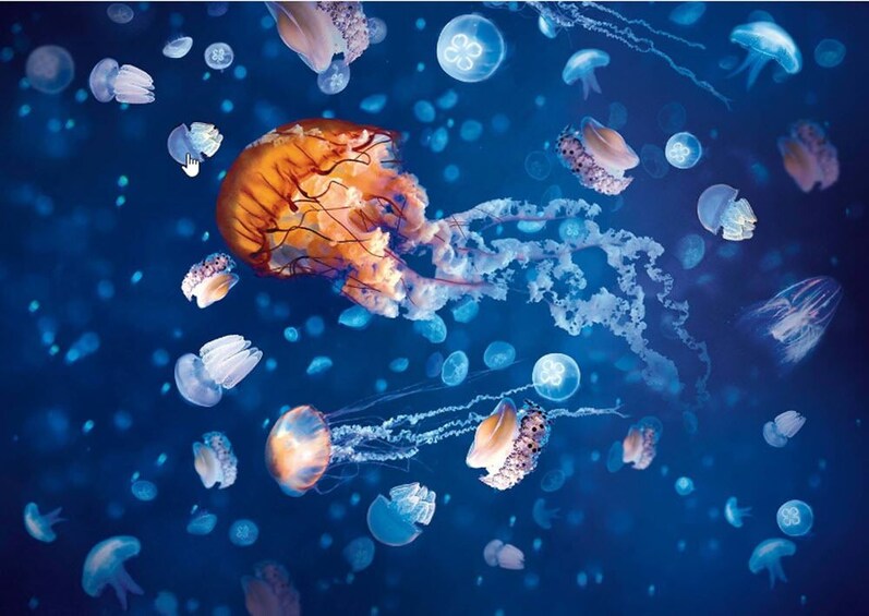 SEA LIFE Sunshine Coast General Admission
