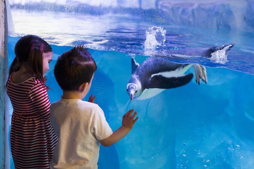 SEA LIFE Sydney Aquarium Tickets