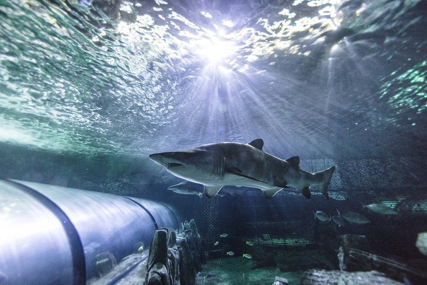 SEA LIFE Sydney Aquarium Tickets