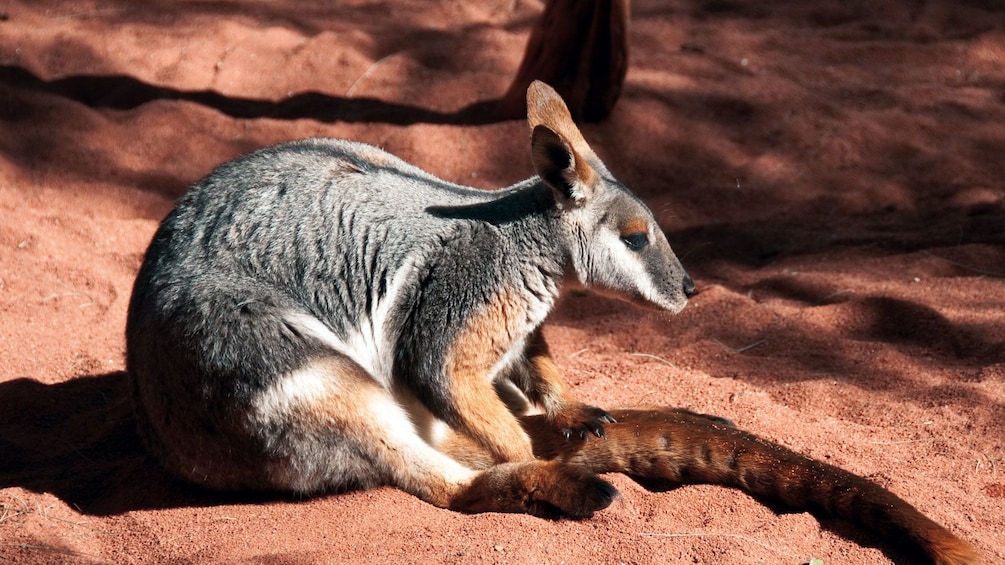 Cute wallaby roaming around at Wild Life Sydney Zoo in Australia 