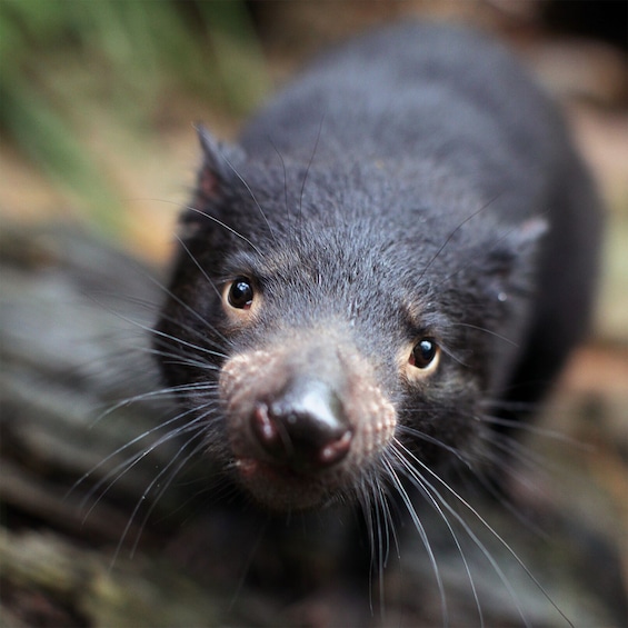 WILD LIFE Sydney Zoo - Fast Track Admission