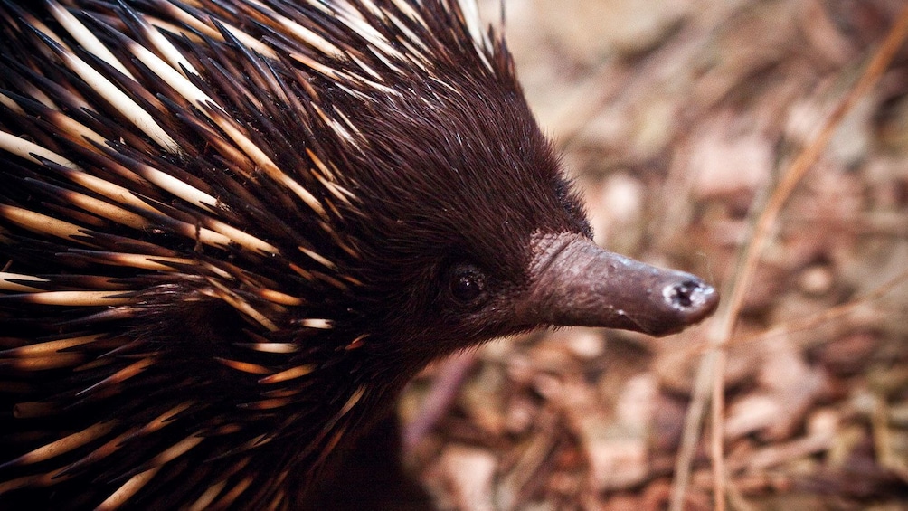 Cute animal at the Wild Life Sydney Zoo in Australia 