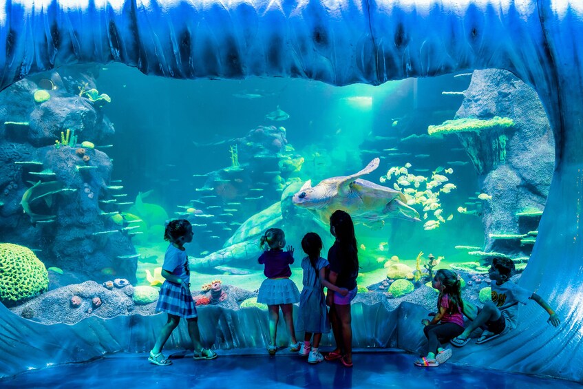 Sydney Attractions Pass including SEA LIFE Sydney Aquarium