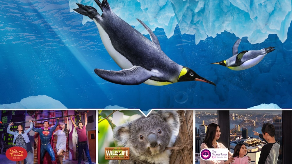 Sydney Attractions Pass including SEA LIFE Sydney Aquarium