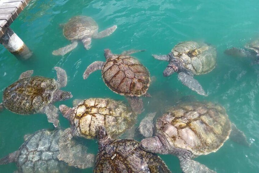 Green Sea Turtle