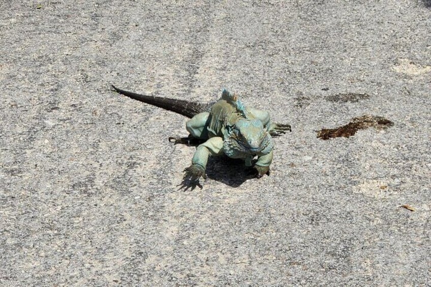 Cayman Blue Iguana