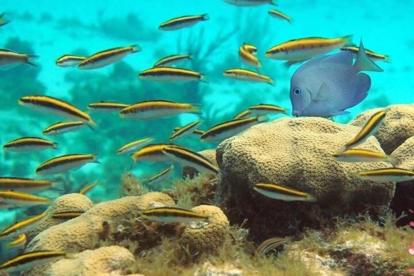 Snorkel at the Coral Gardens