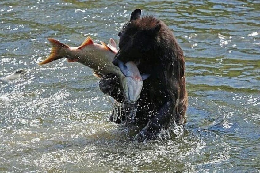 Bear and salmon at Herring Cove