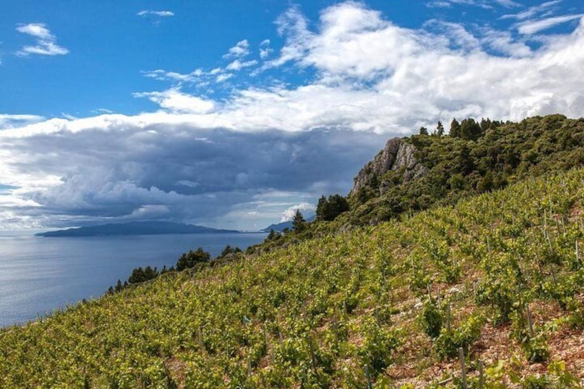vineyards
