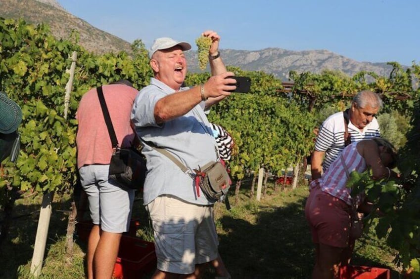 Smiley Konavle winetasting tour 