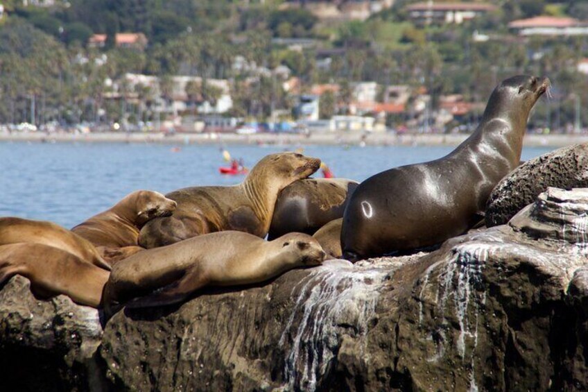 La Jolla Sea Lion cove.