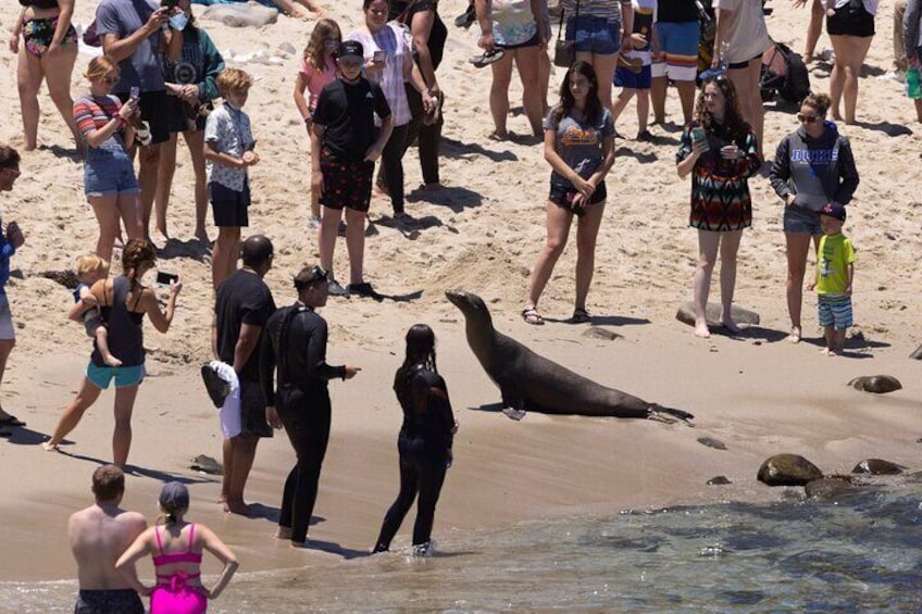 La Jolla Sea Lion cove.