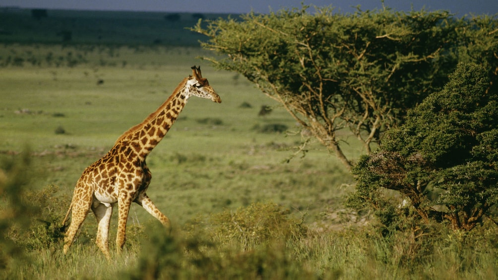 A giraffe eating from a tree in Nairobi