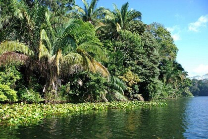 Boat Tour to Monkey Island in the Panama Canal