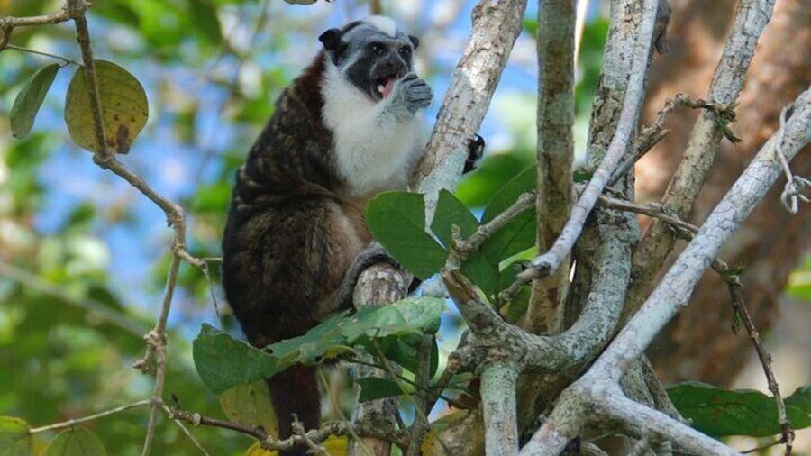 Boat tour in the Panama Canal to Monkeys and sloths islands
