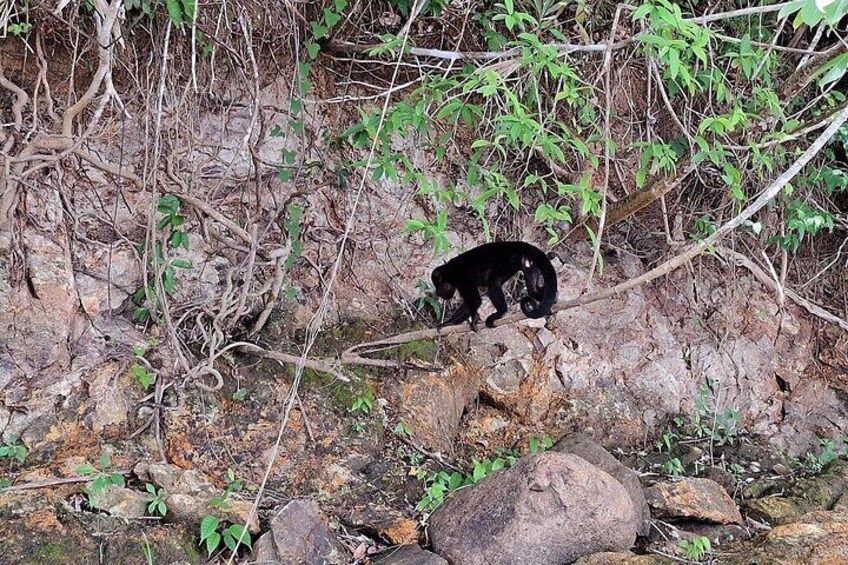 Boat Tour and wildlife in the Panama Canal
