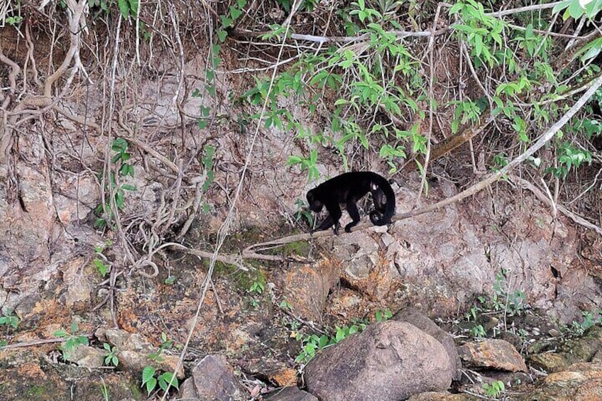 Boat Tour and wildlife in the Panama Canal