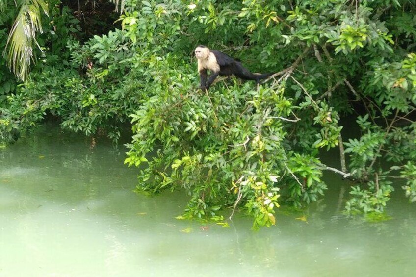 monkey island tour panama