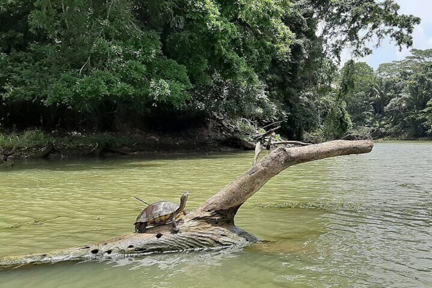 Monkey Island and Panama Canal Eco Tour with transfers