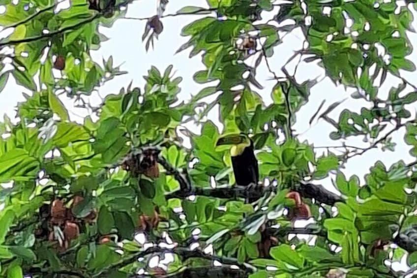 Boat Tour and wildlife in the Panama Canal