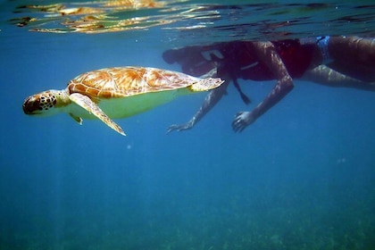 St Thomas Sea Turtle Snorkel Kayak Adventure Tour