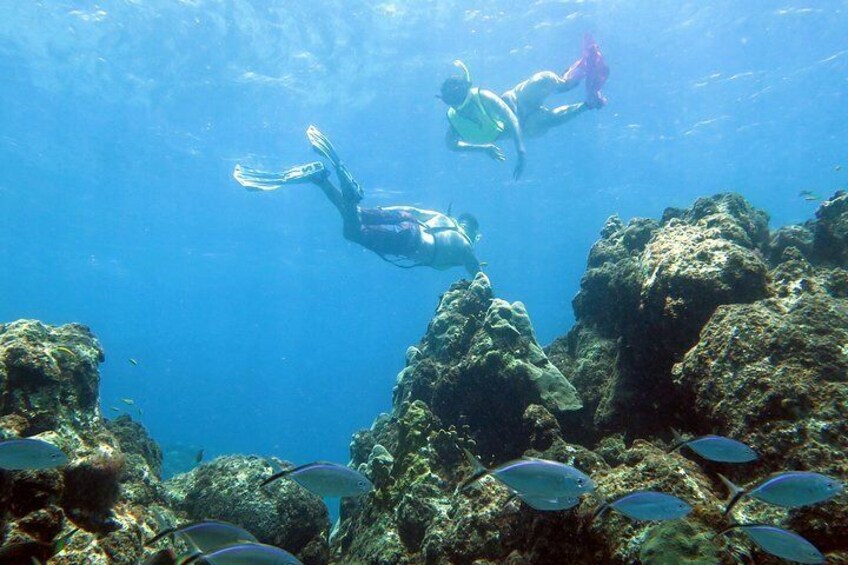 Coral Reef and Turtle Discovery Tour