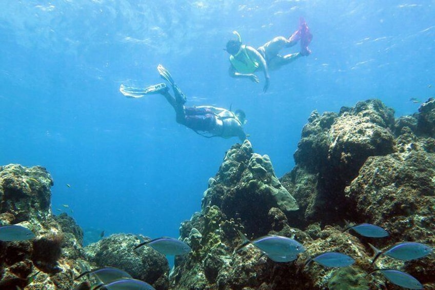Coral Reef and Turtle Discovery Tour