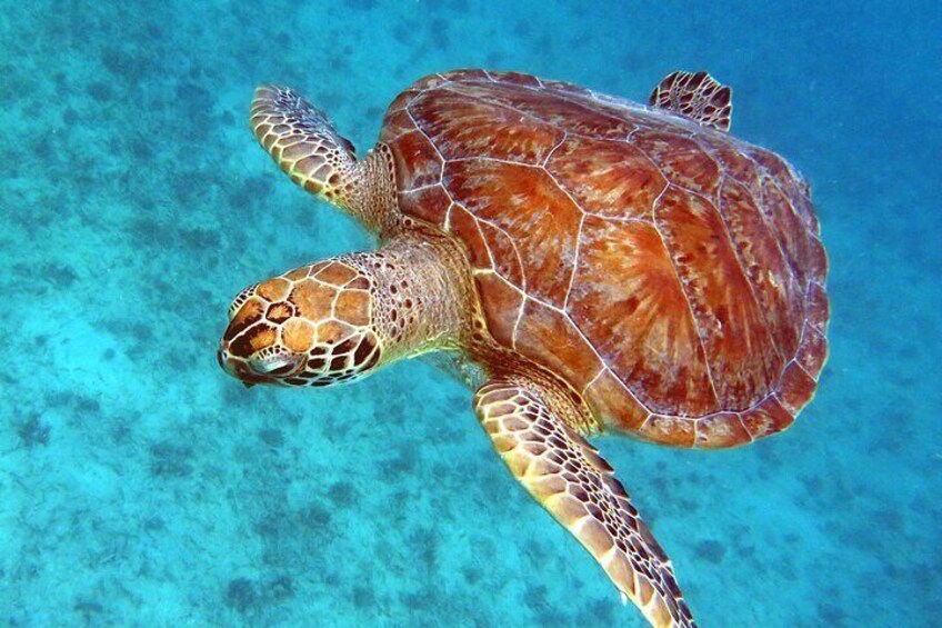 Coral Reef and Turtle Discovery Tour