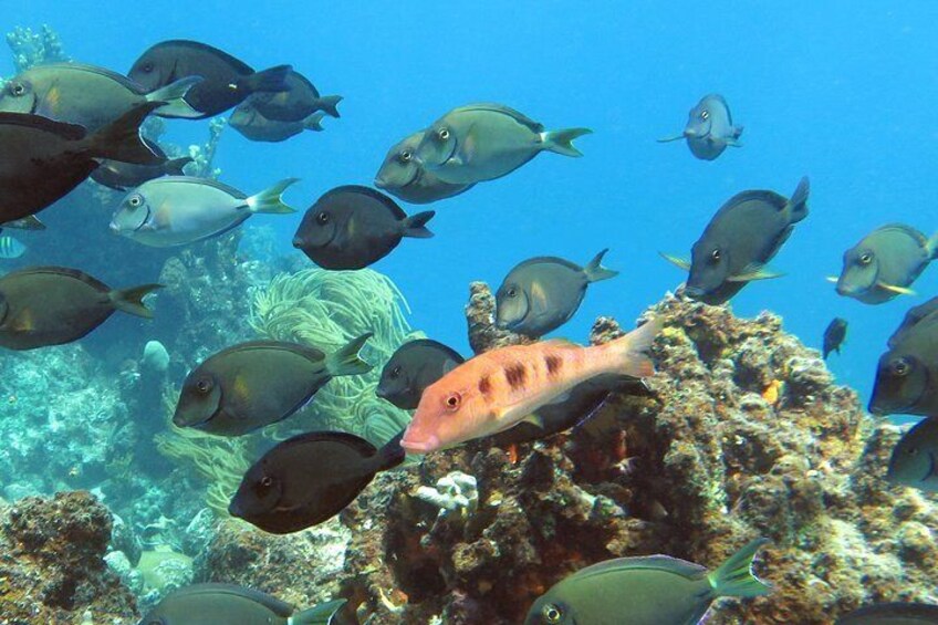 Coral Reef and Turtle Discovery Tour