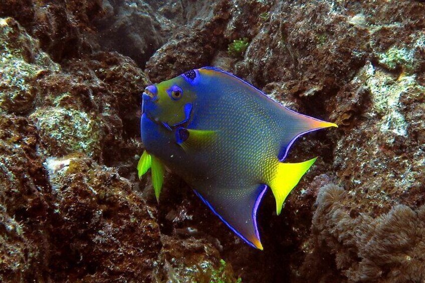 Coral Reef and Turtle Discovery Tour