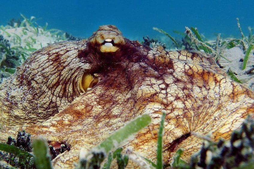 Kayak and Sea Turtle Snorkel with Beach Break